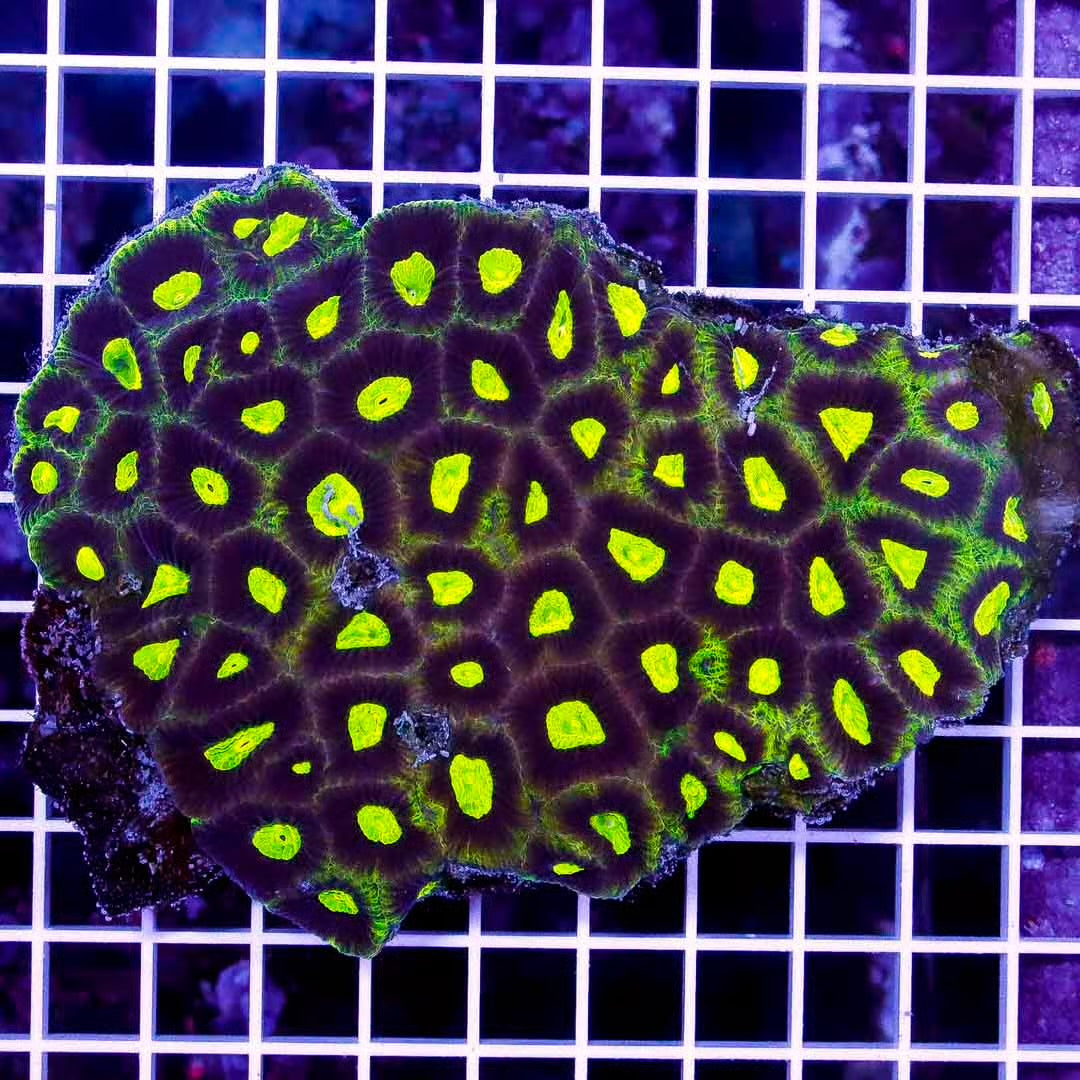 Aussie Ultra Prism Favia AUPF020602 WYSIWYG