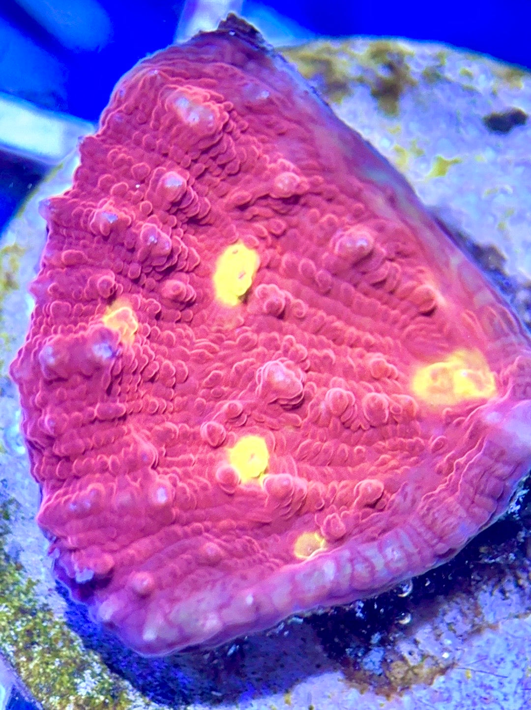 Golden Eye Chalice GEC102602 WYSIWYG