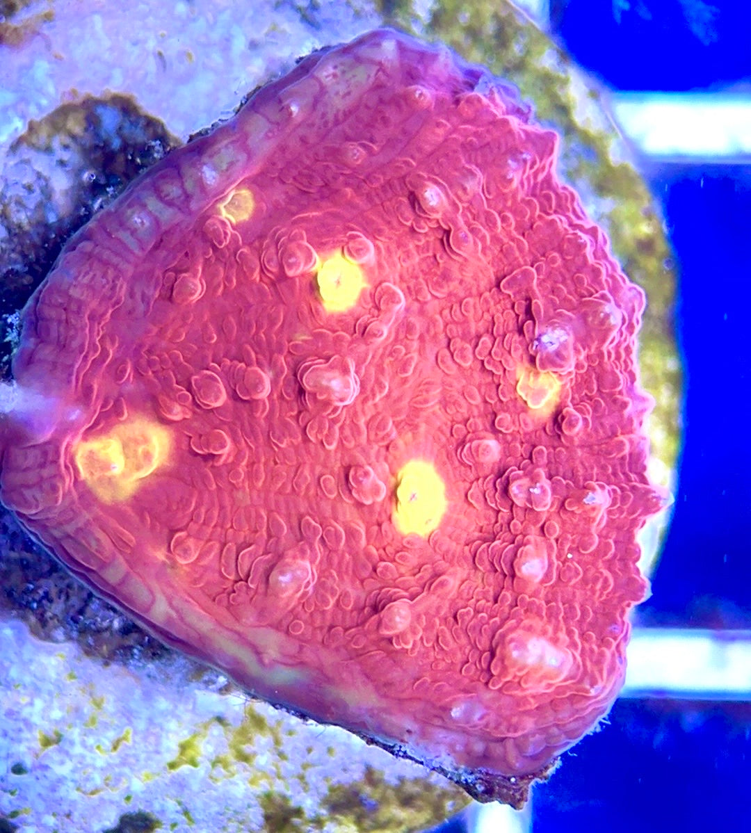 Golden Eye Chalice GEC102603 WYSIWYG