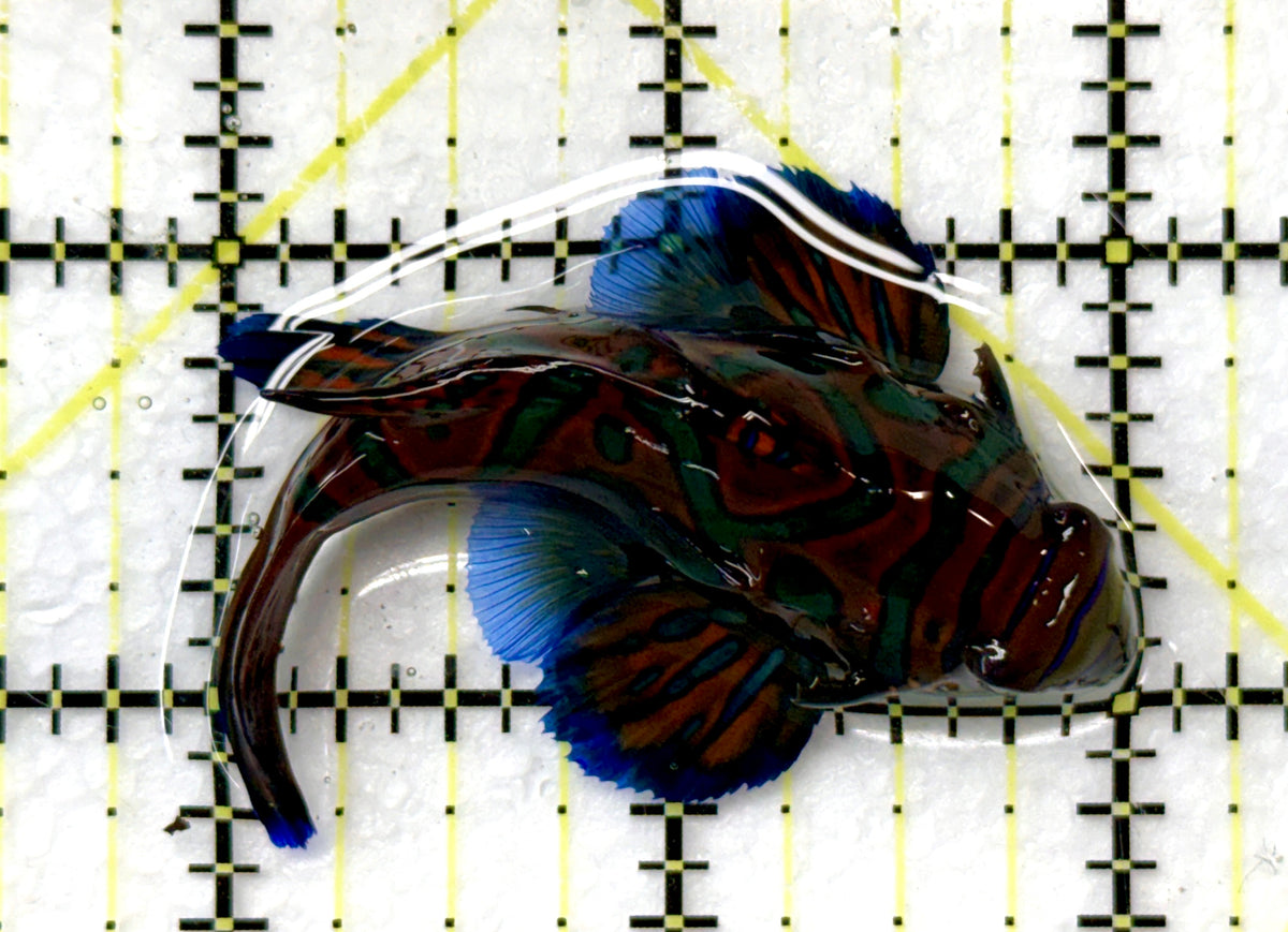 Green Mandarin Dragonet GMD091202 WYSIWYG Size: XL 2.5" approx