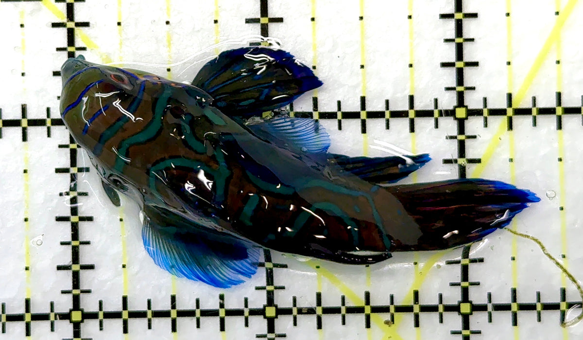 Green Mandarin Dragonet GMD091203 WYSIWYG Size: XL 2.5" approx