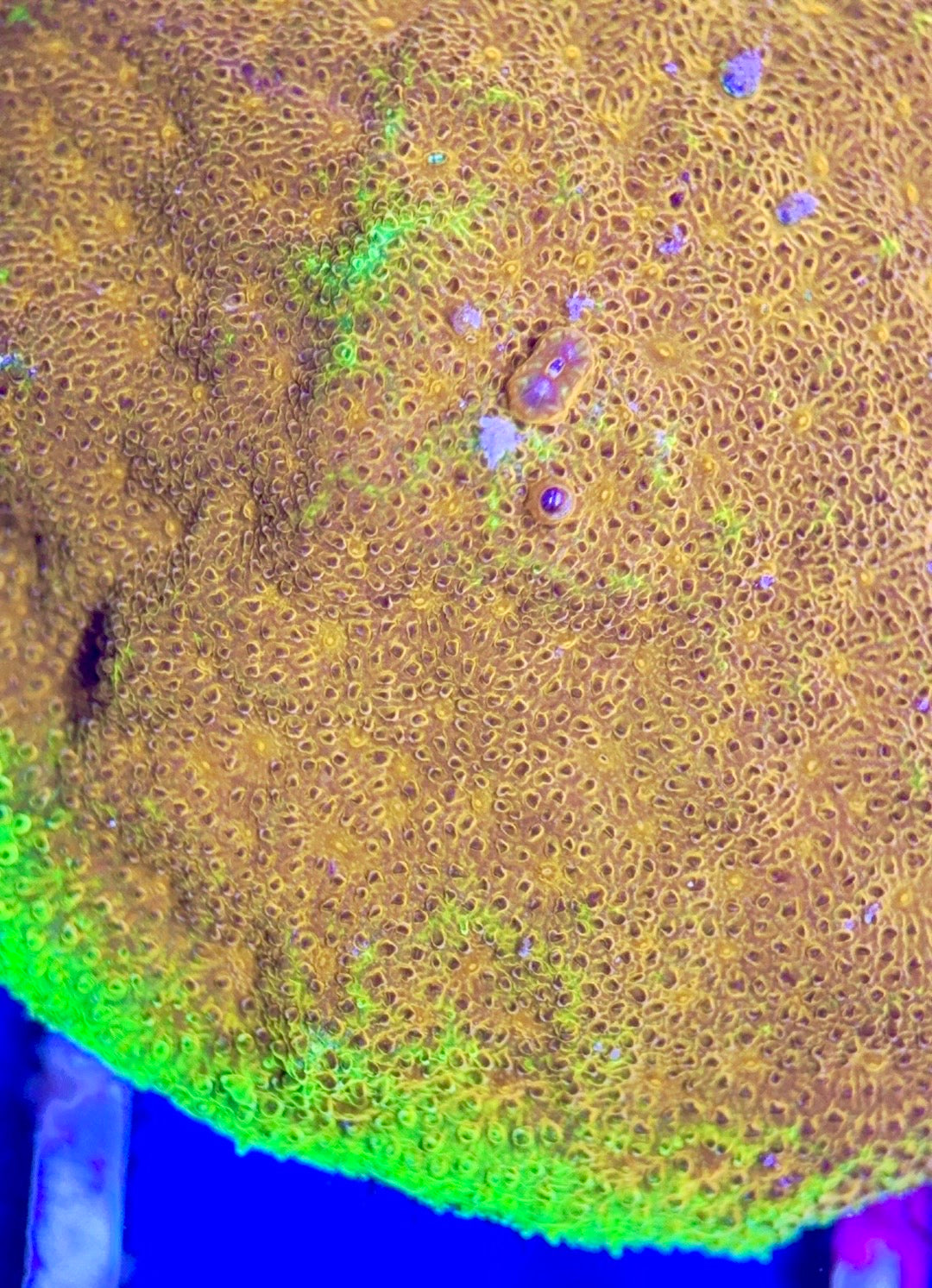 Yellow Yutz Psammocora Size: S 0.75" to 1" Diamter Approx - Violet Aquarium