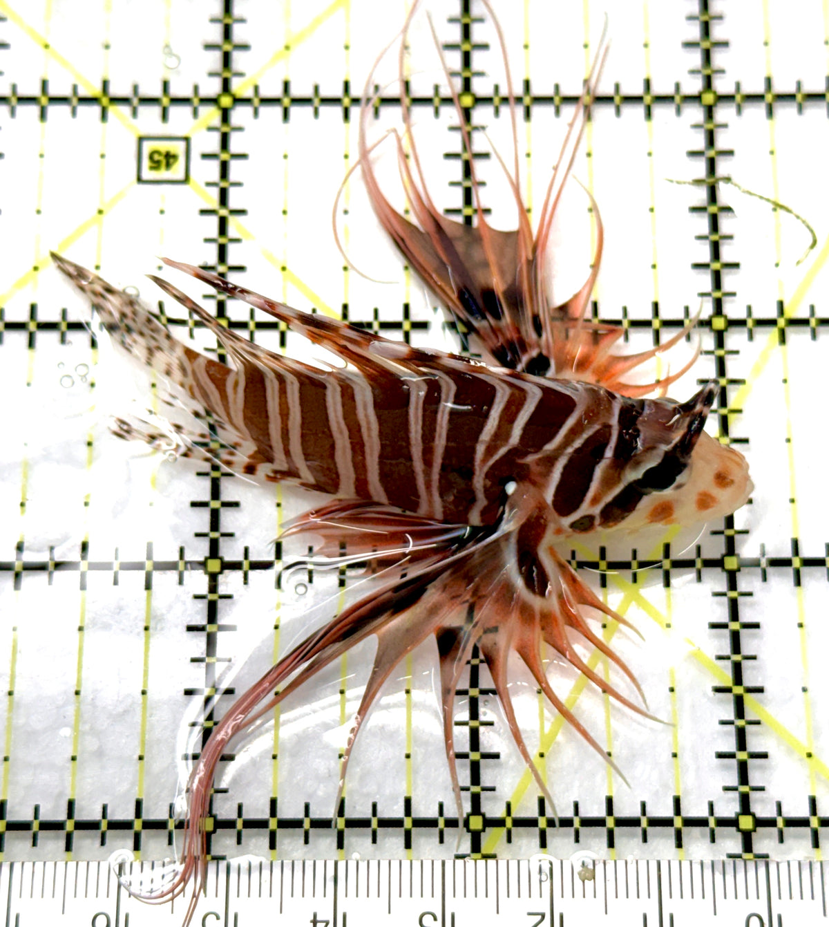 Antennata Lionfish AL091201 WYSIWYG Size: M 2.75" approx
