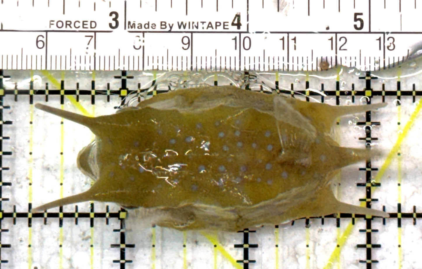 Longhorn Cowfish LC090301 WYSIWYG Size: S 3" approx