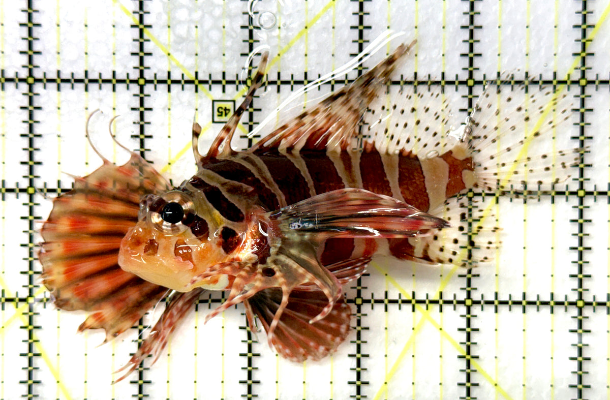 Dwarf Zebra Lionfish DZL091201 WYSIWYG Size: XL 5" approx