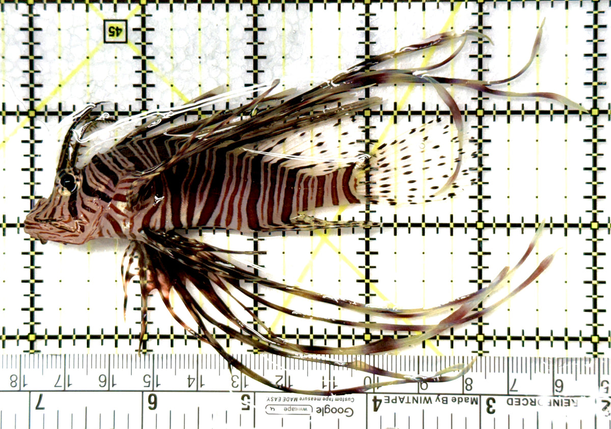 Red Volitan Lionfish RVL091202 WYSIWYG Size: ML 4" approx