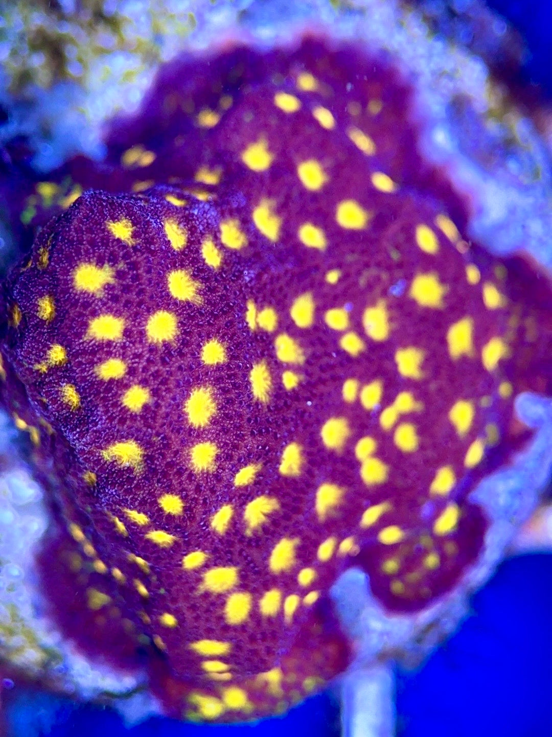 Flowering Orange Pavona FOP102602 WYSIWYG