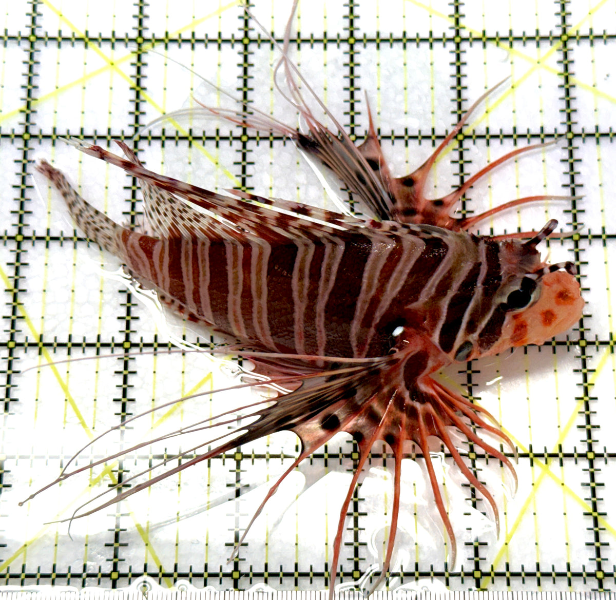 Antennata Lionfish AL091202 WYSIWYG Size: XL 5" approx