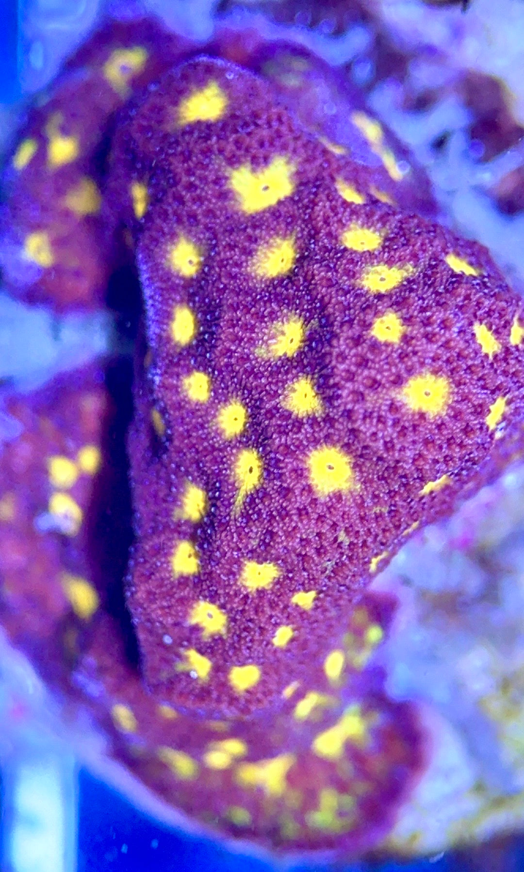 Flowering Orange Pavona FOP102603 WYSIWYG