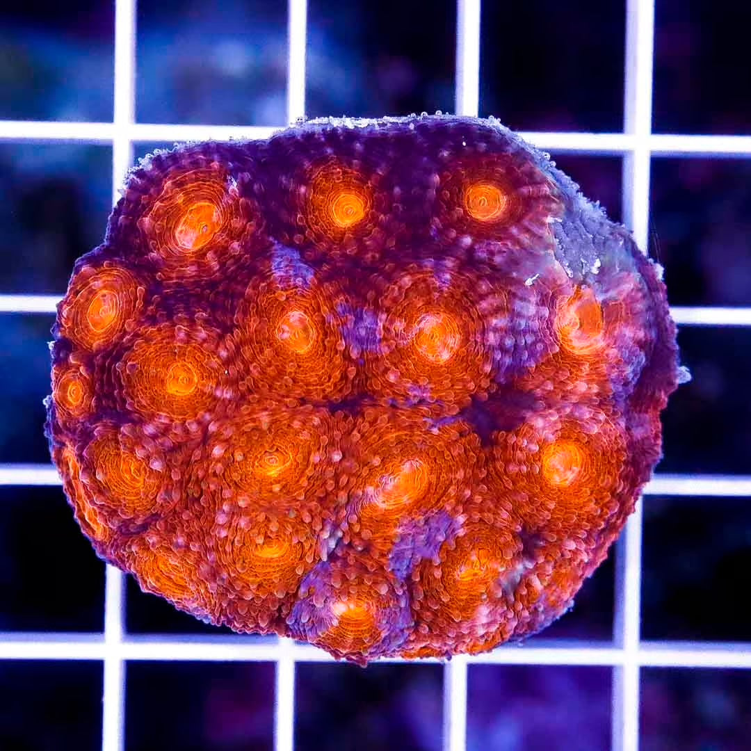 Aussie Blood Orange Acan Echinata ABOAE020601 WYSIWYG