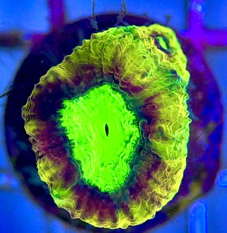 Dragon Soul Favia Size: M 0.75" to 1" Diamter Approx - Violet Aquarium