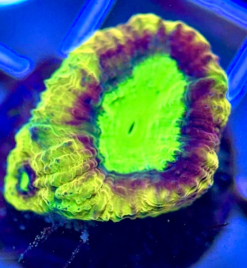 Tri-Color Dragon Soul Favia TCDSF102601 WYSIWYG