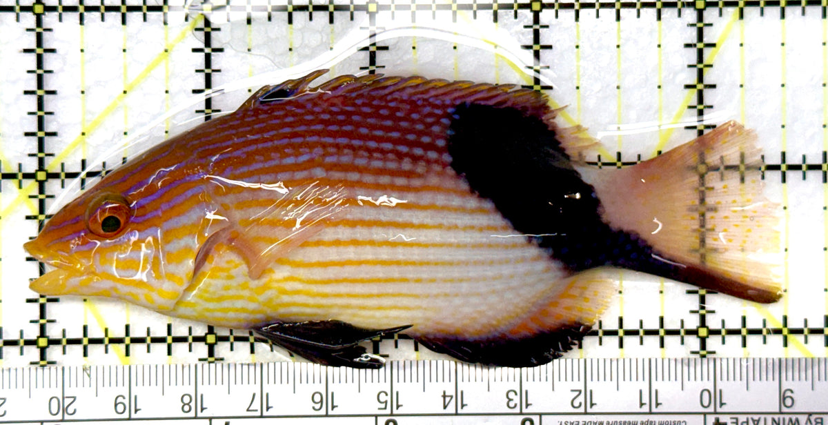Saddle Hogfish SH091201 WYSIWYG Size: XL 4.5" approx