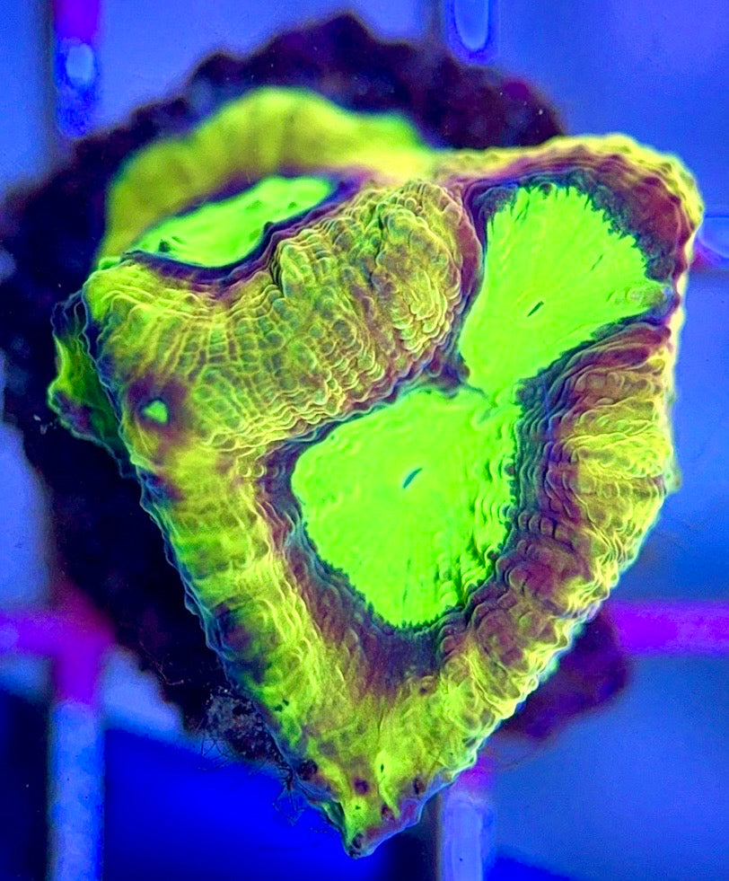 Tri-Color Dragon Soul Favia TCDSF102602 WYSIWYG