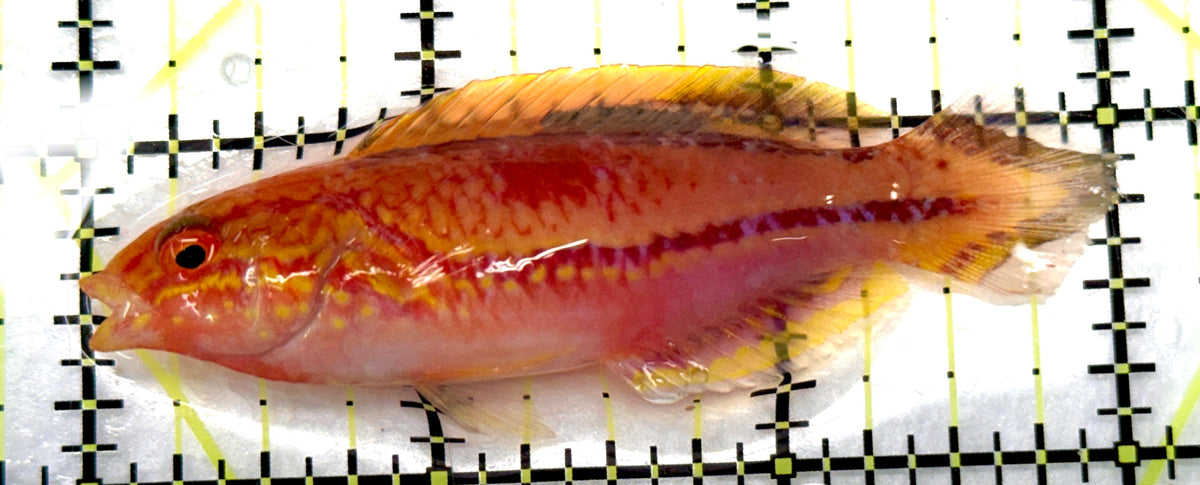 Pintail Fairy Wrasse PFW091201 WYSIWYG Size: XL 3" approx