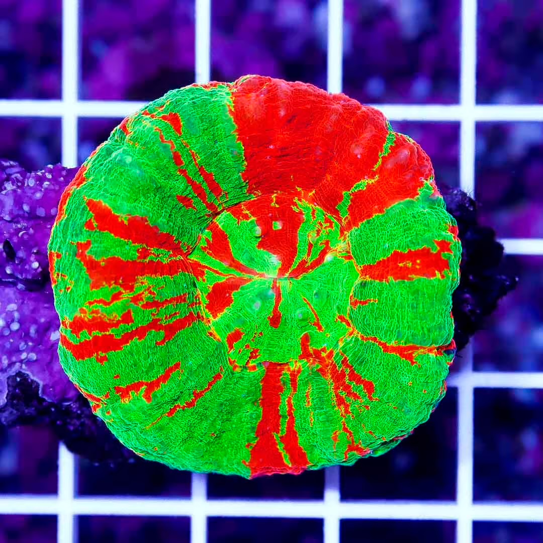 Western Australia Bleeding Apple Scoly WABAS020601 WYSIWYG