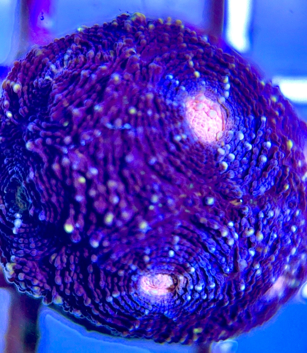 VA Ultra Pink Eye Favia Size: M 0.75" to 1" Frag