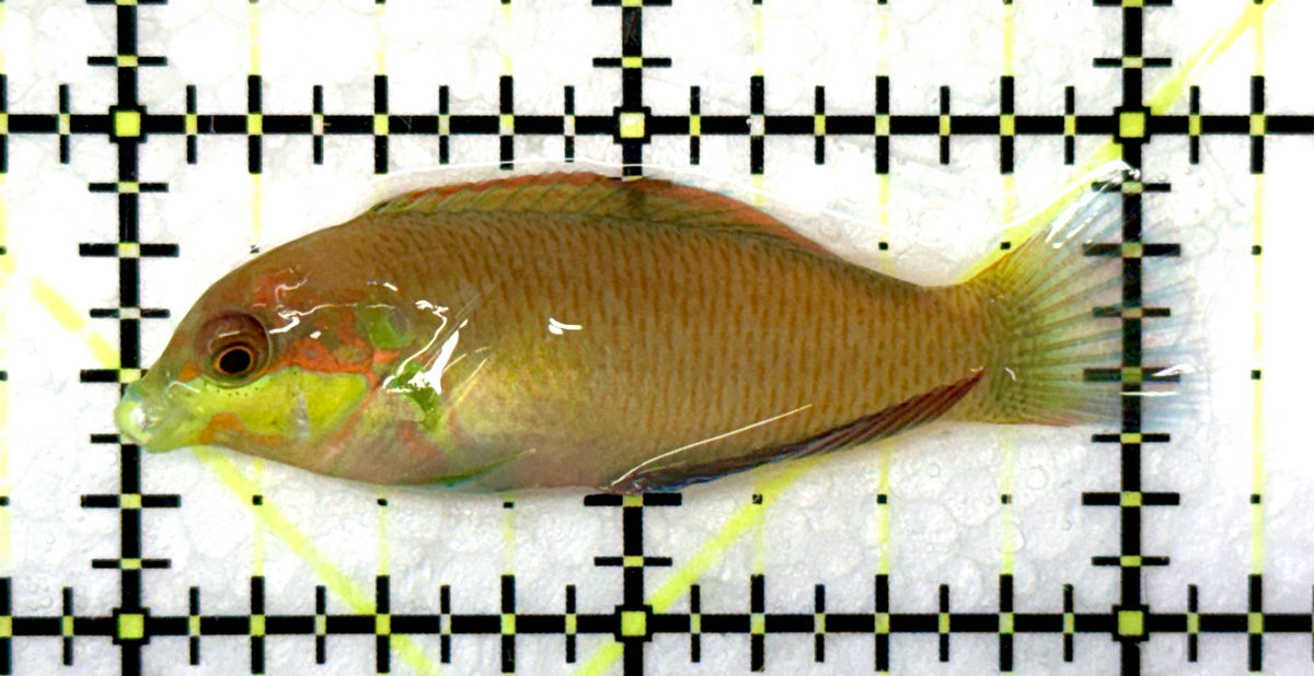 Moyer's Leopard Wrasse MLW091201 WYSIWYG Size: ML 2.25" approx