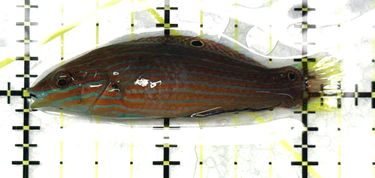 Melanurus Wrasse MW091202 WYSIWYG Size: M 2" approx