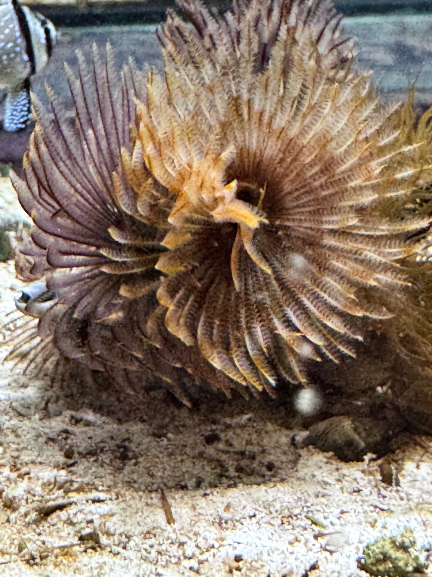 Indian Feather Duster IFD090501 WYSIWIG Size: M 1.5 approx