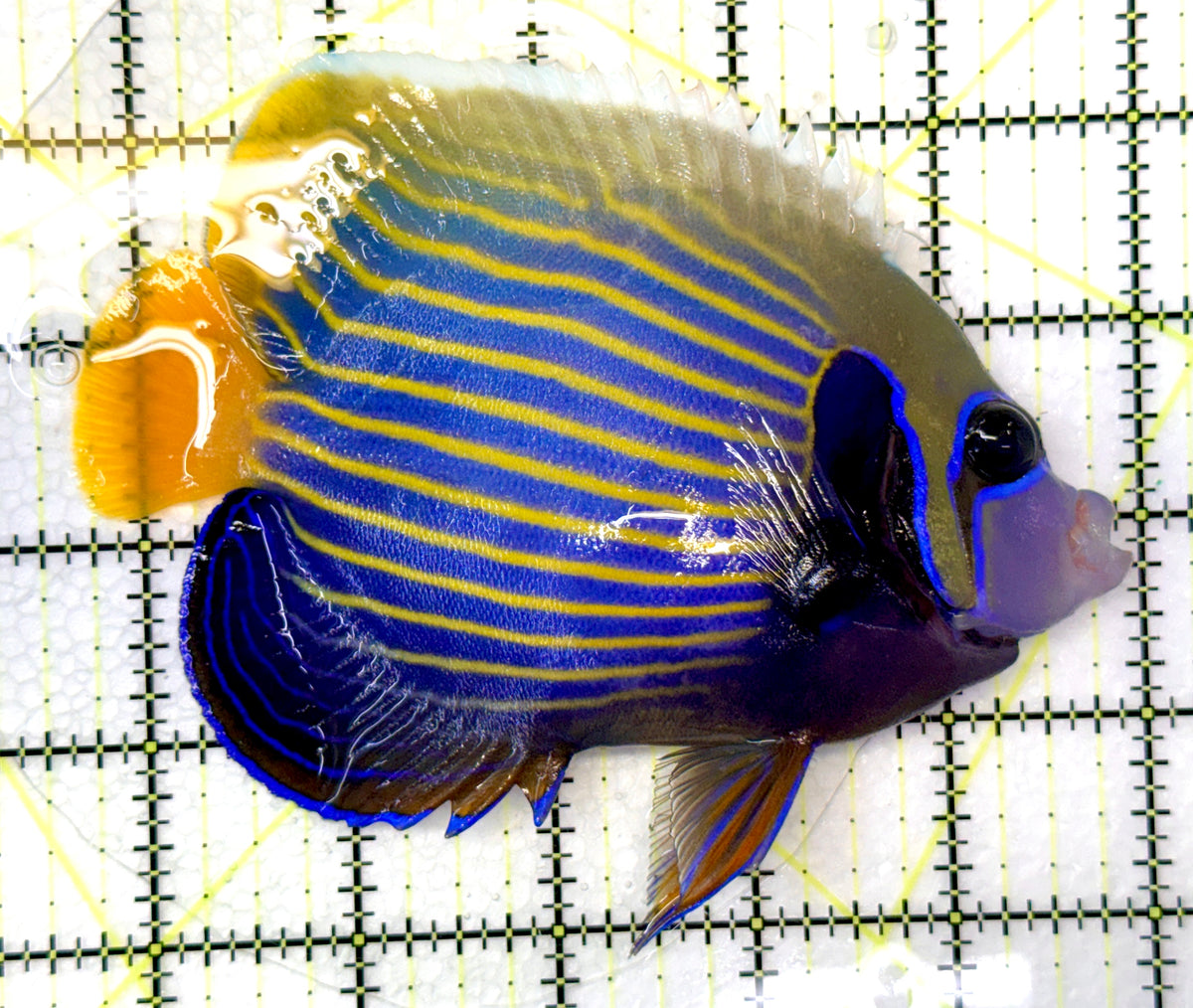 Emperor Angelfish Adult EAA091201 WYSIWYG Size: L 5.25" approx