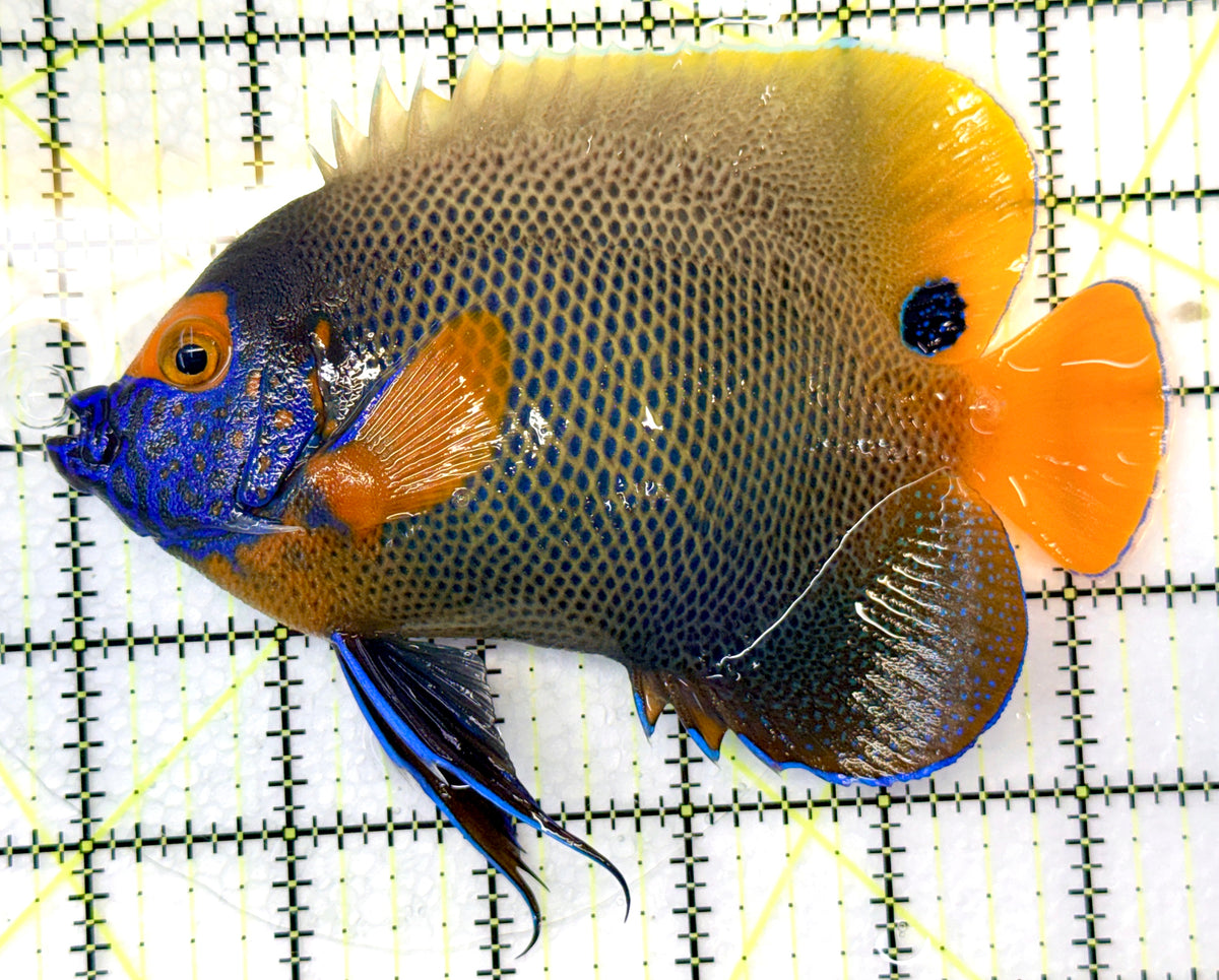 Blueface Angelfish Adult (Sumatra Vibrant Colors) BAA091201 WYSIWYG Size: XL 5.5" approx