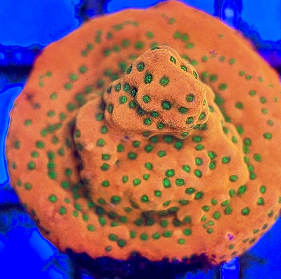 Sunset Montipora SM102601 WYSIWYG