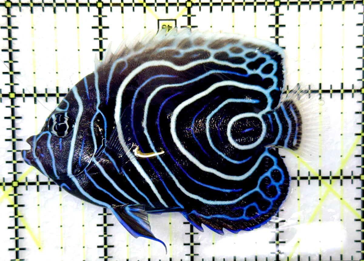 Emperor Angelfish Juvenile EAJ091202 WYSIWYG Size: L 3.5" approx