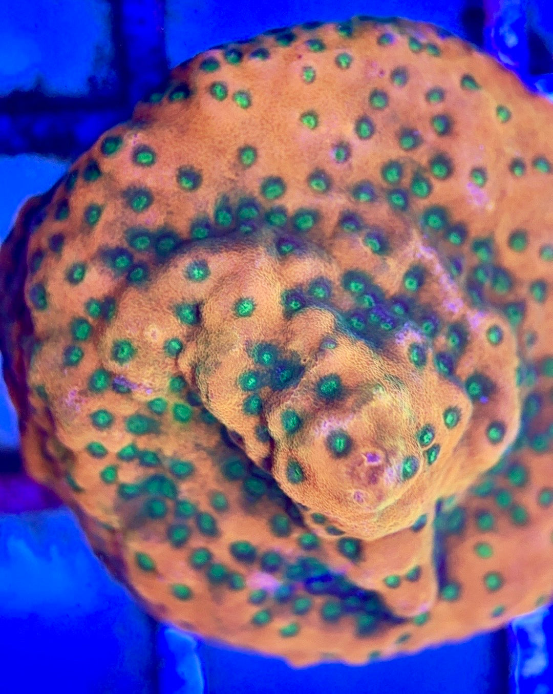 Sunset Montipora SM102602 WYSIWYG