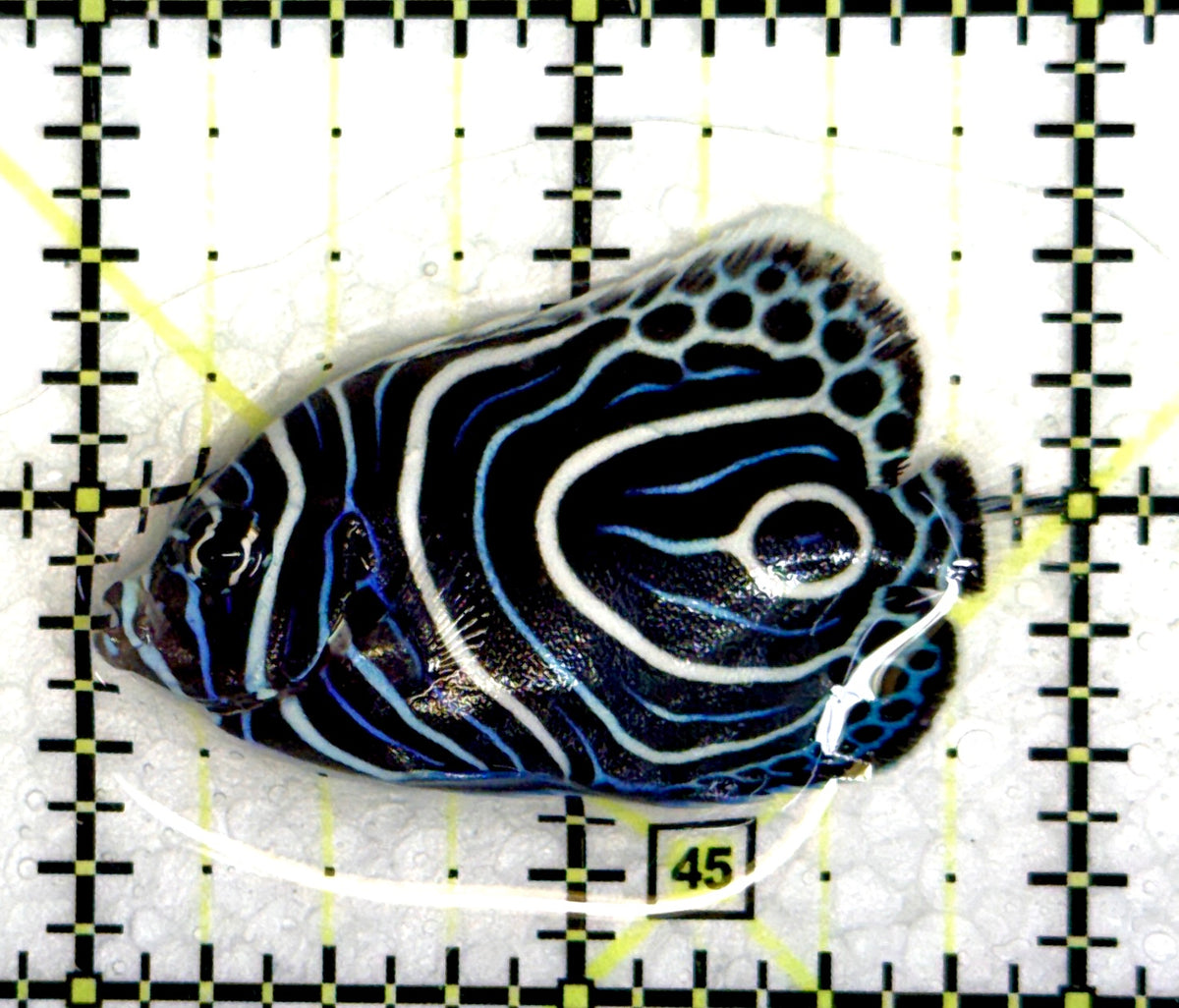 Emperor Angelfish Juvenile EAJ091203 WYSIWYG Size: M 2" approx