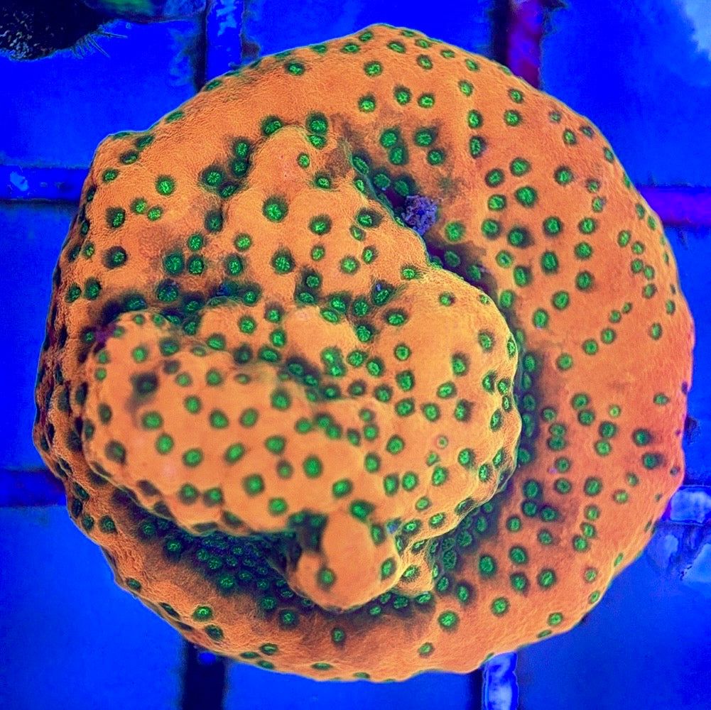 VA Sunset Montipora Size: S 0.5"to 0.75" Diameter Approx. - Violet Aquarium