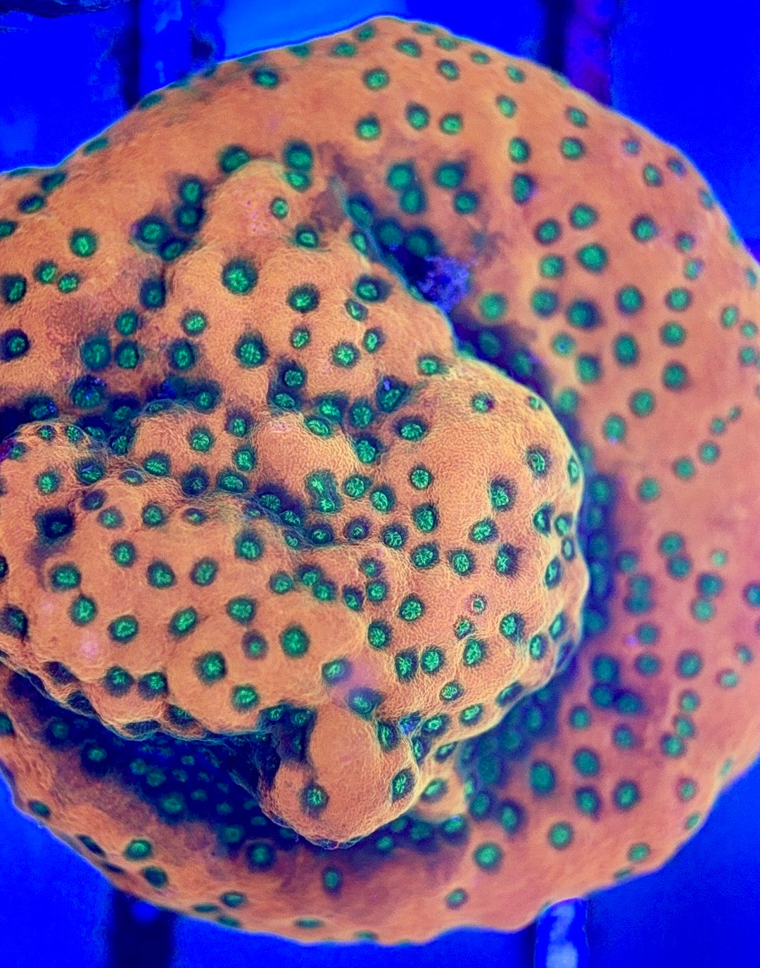 Sunset Montipora SM102603 WYSIWYG