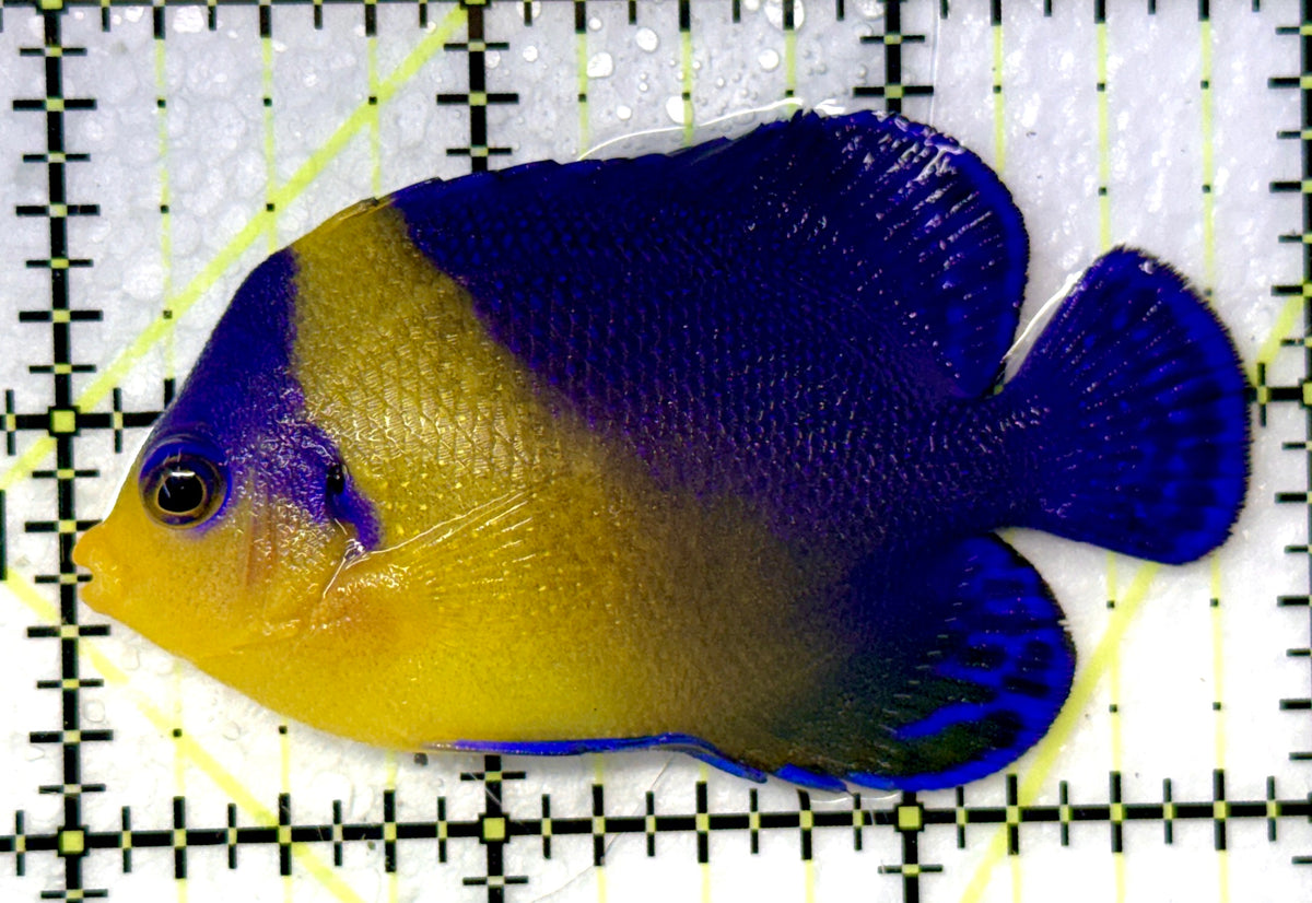 Venustus Angelfish VA091201 WYSIWYG Size: M 3" approx