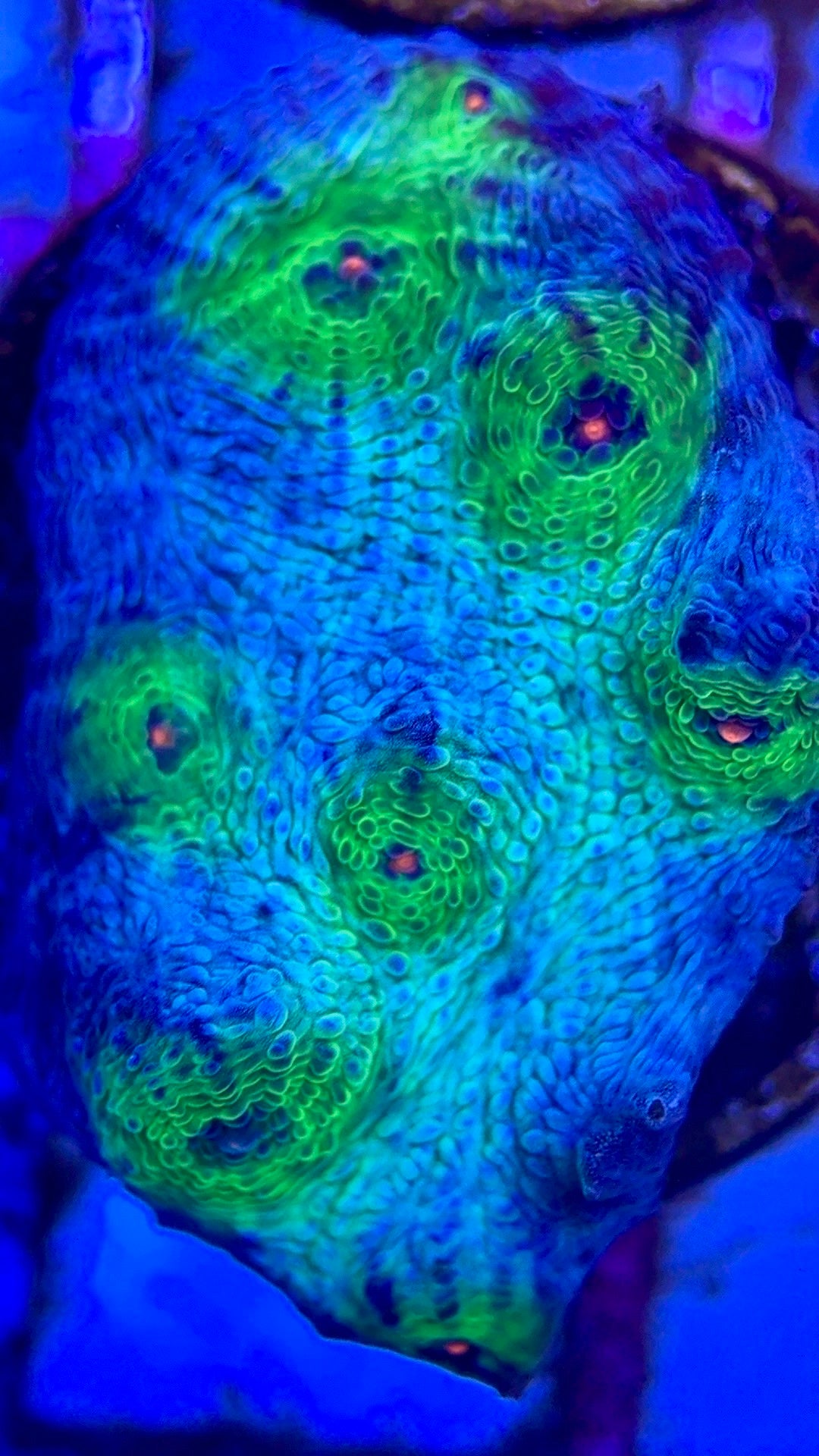 Pink Eye Mycedium Chalice PEMC102601 WYSIWYG