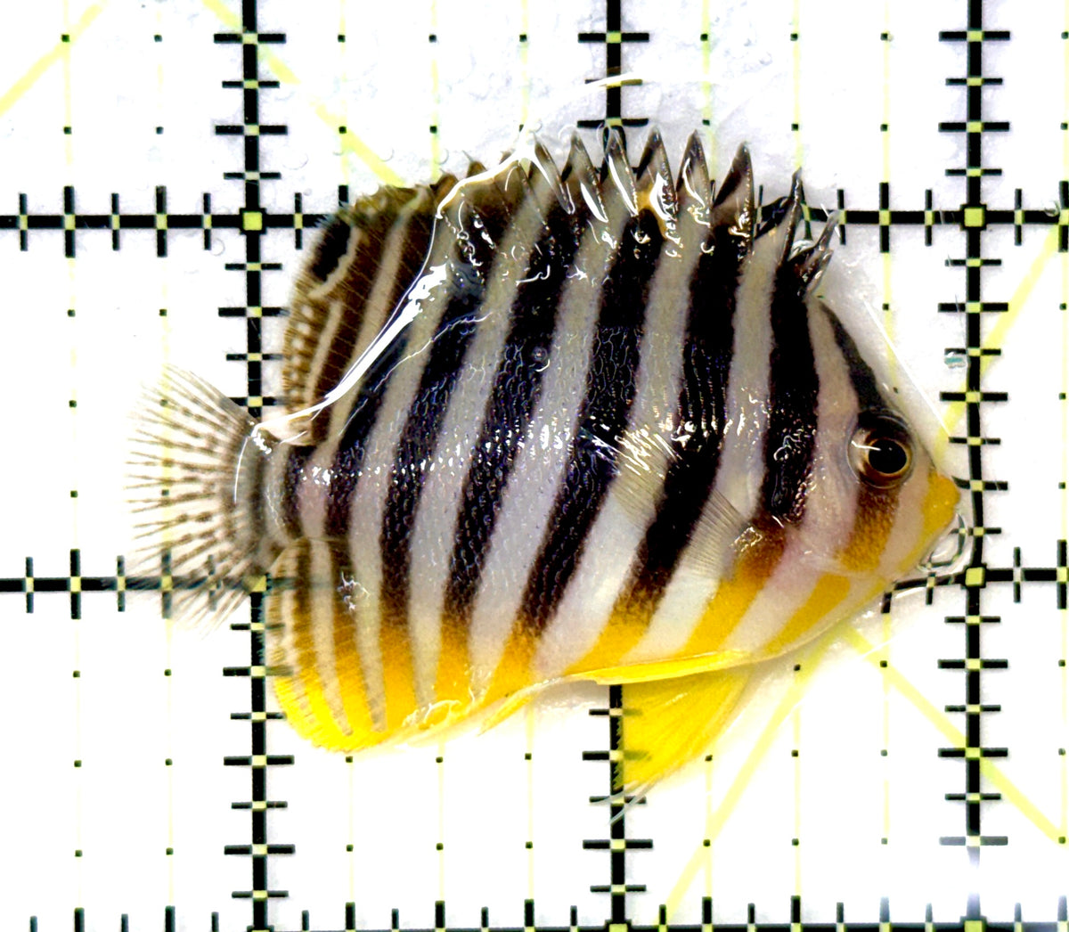 Multibar Angelfish MA091201 WYSIWYG Size: L 2.25" approx