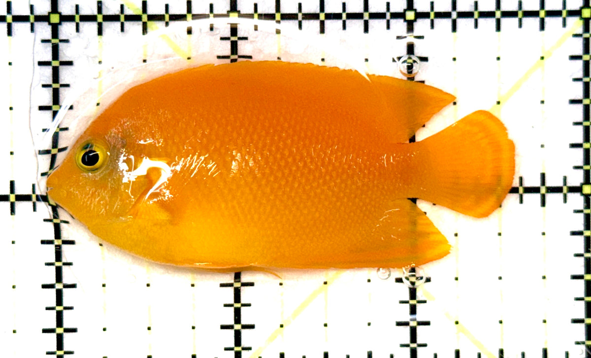 Yellow Herald's Angelfish YHA091201 WYSIWYG Size: SM 2.5" approx