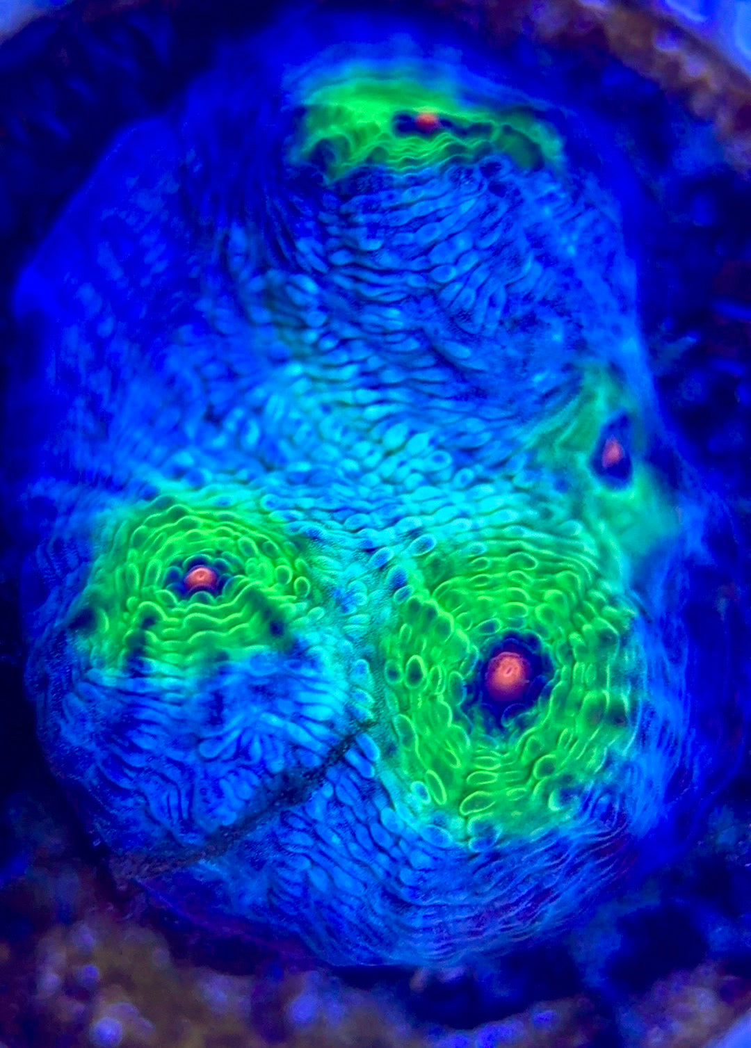 Pink Eye Mycedium Chalice PEMC102603 WYSIWYG