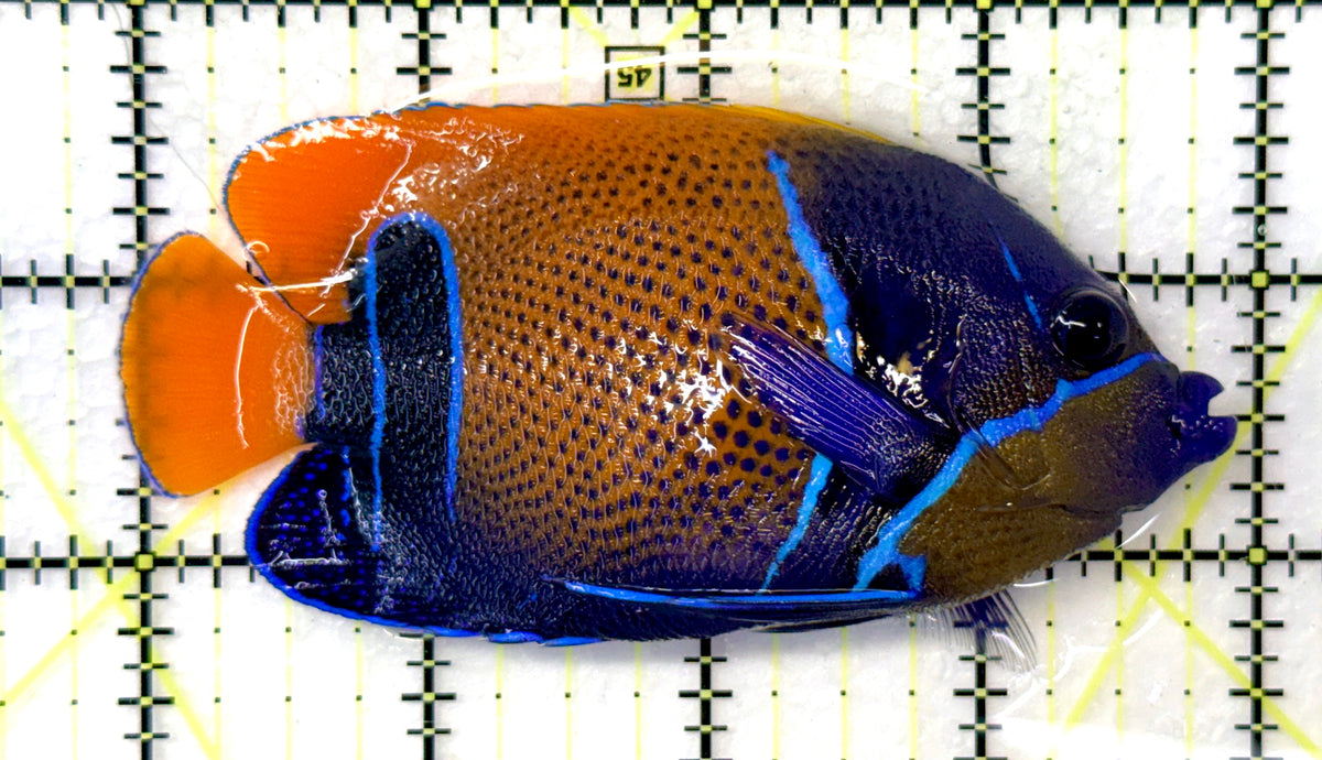 Majestic Angelfish MA091201 WYSIWYG Size: M 4" approx