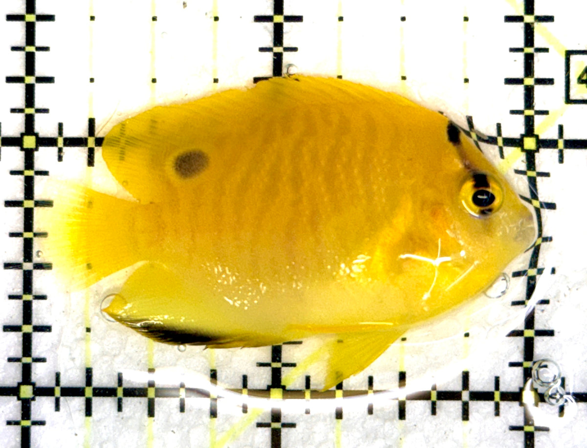 Flagfin Angelfish FA091201 WYSIWYG Size: S 2" approx