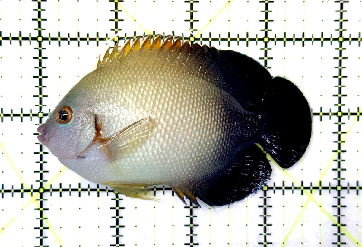 Half Black Vroliki Angelfish HBVA091201 WYSIWYG Size: XL 3.75" approx