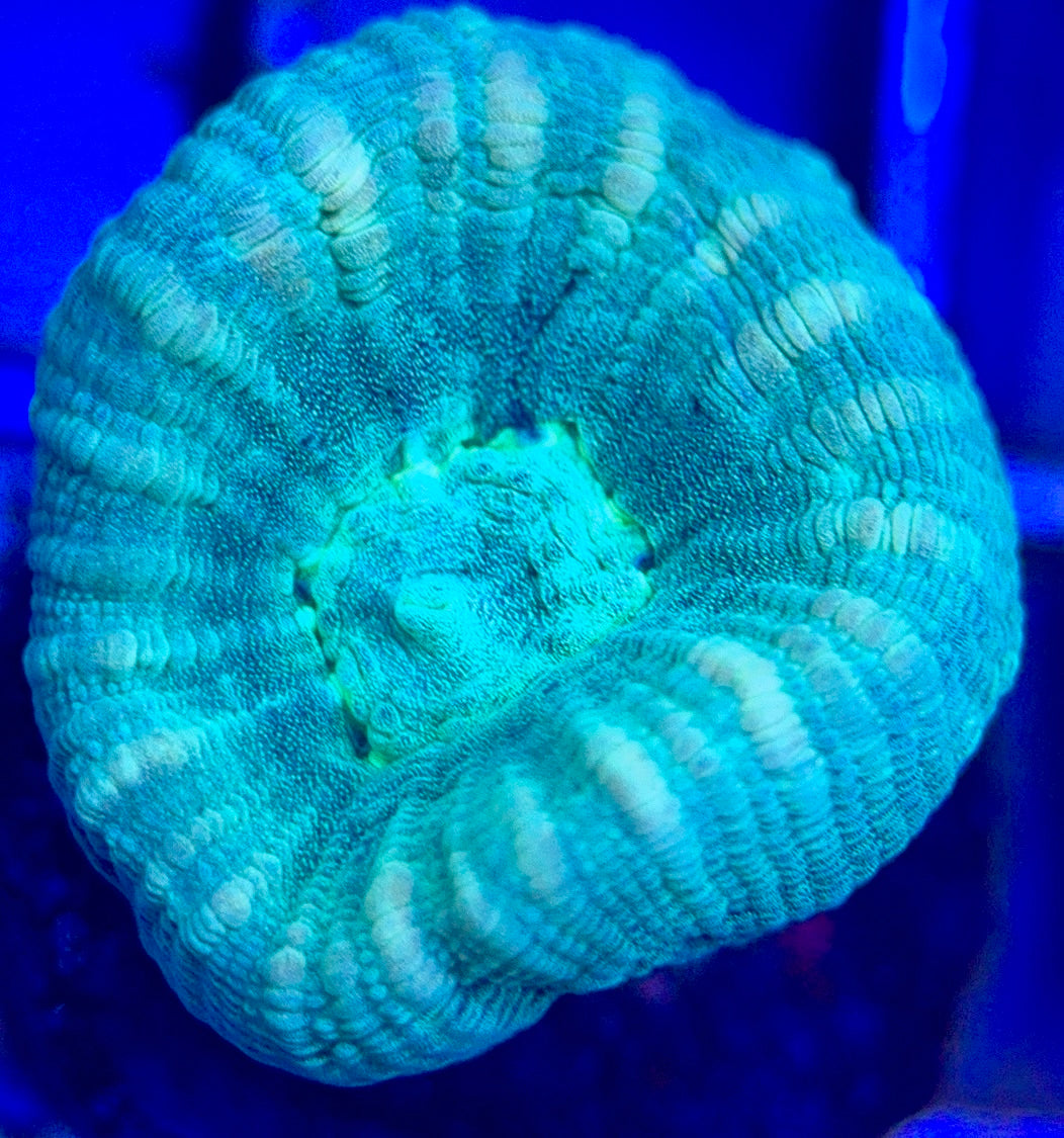 Trumpet Candy Cane TCC102603 WYSIWYG