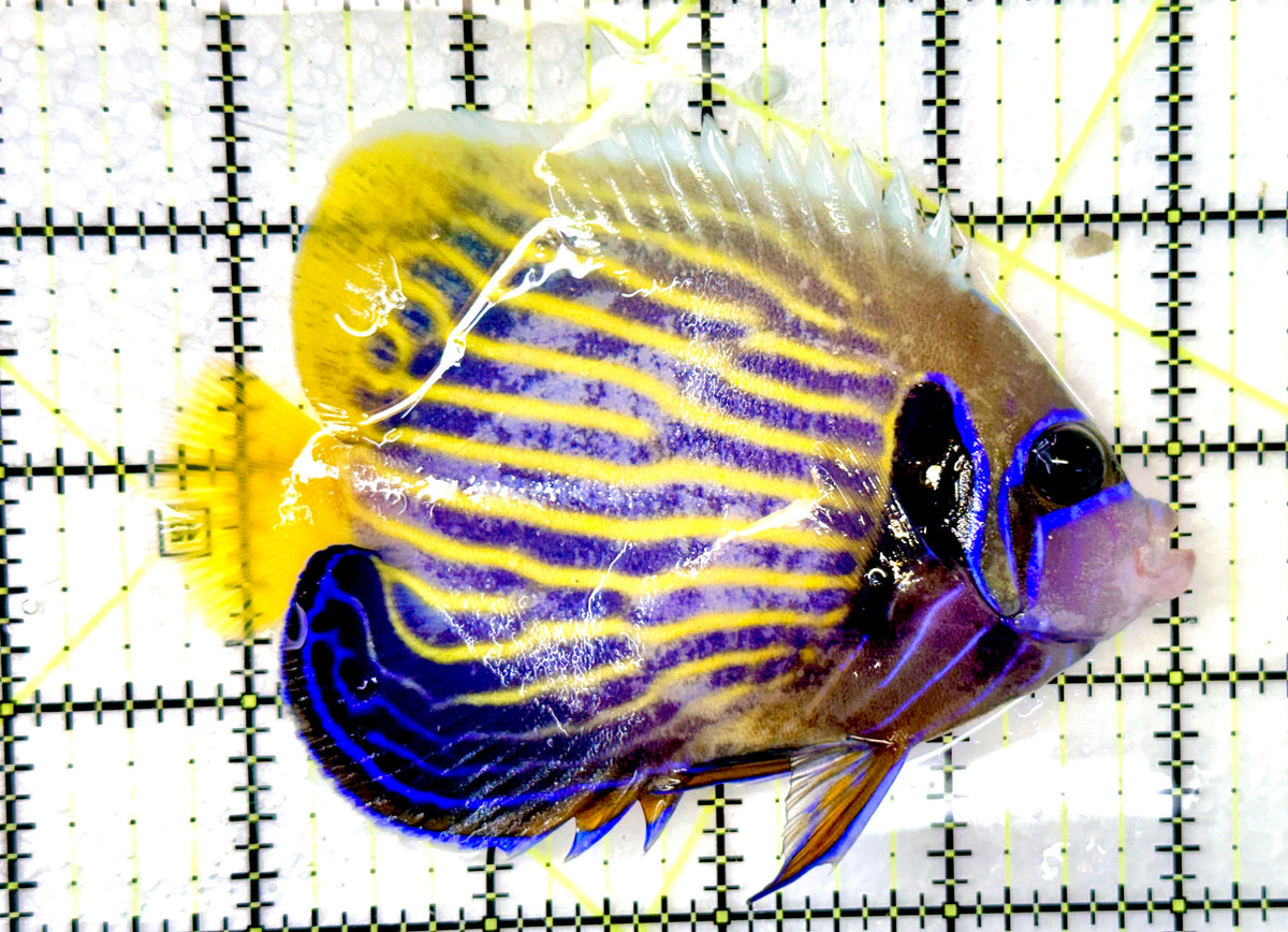 Emperor Angelfish Adult EAA091201 WYSIWYG Size: ML 4.25" approx