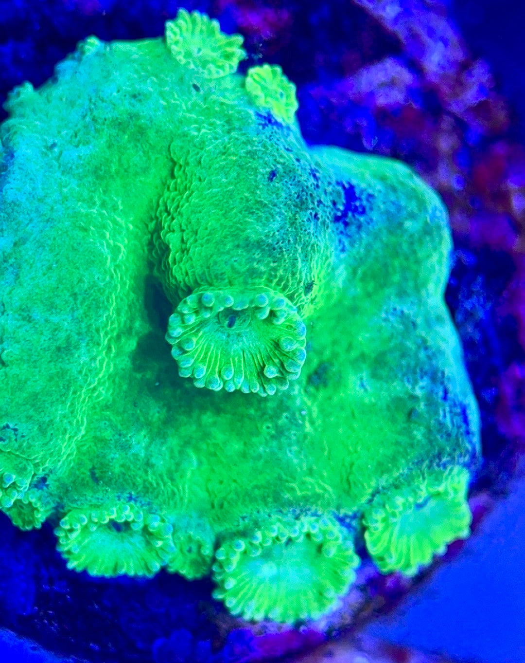 Aussie Neon Pagoda Cup Coral ANPCC102602 WYSIWYG