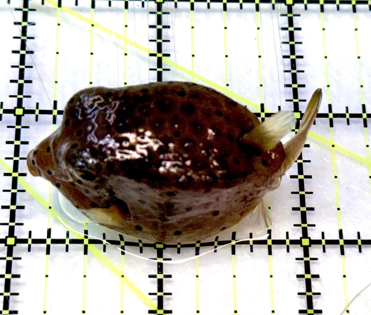 Yellow Polka Dot Boxfish YPDB091202 WYSIWYG Size: M 2.5" approx