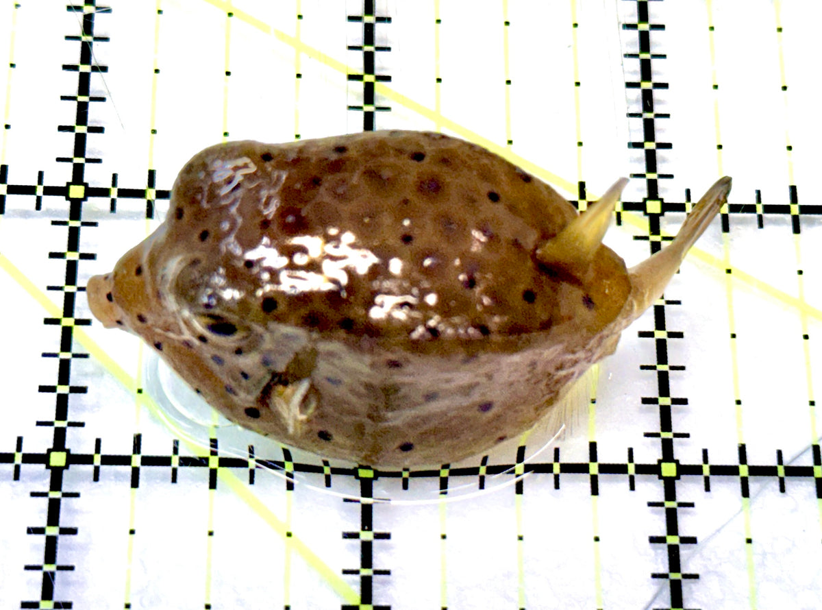 Yellow Polka Dot Boxfish YPDB091201 WYSIWYG Size: M 2.25" approx