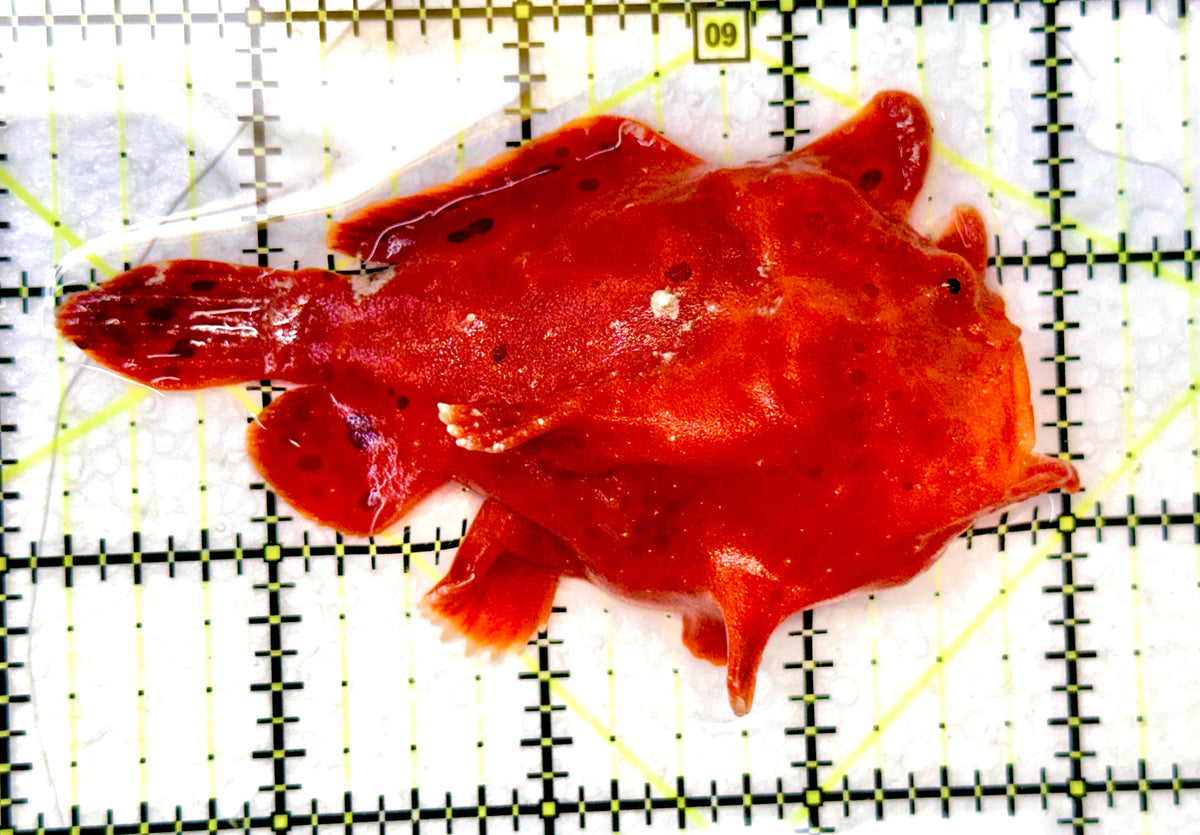 Red Warty Angler RWA091201 WYSIWYG Size: L 3.75" approx