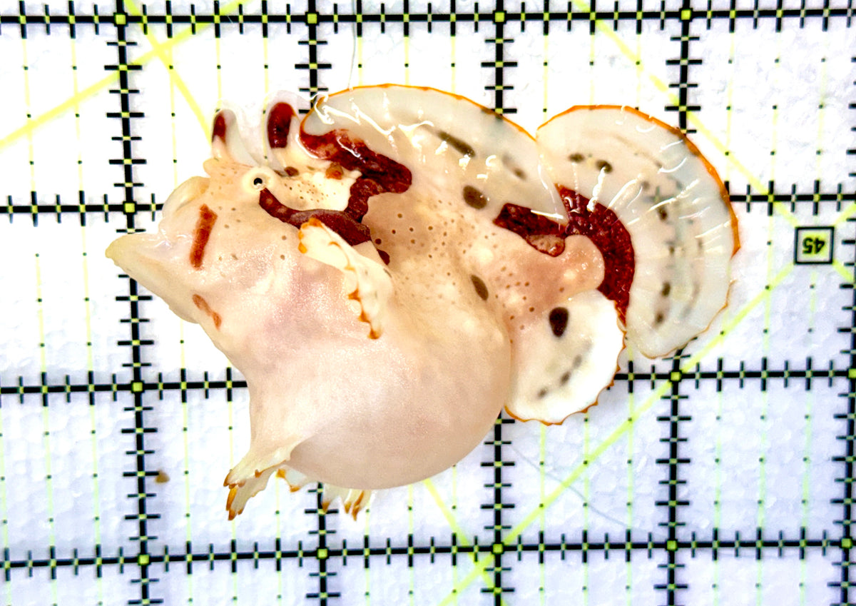Rare White Red Warty Angler RWRWA091202 WYSIWYG Size: L 3.5" approx