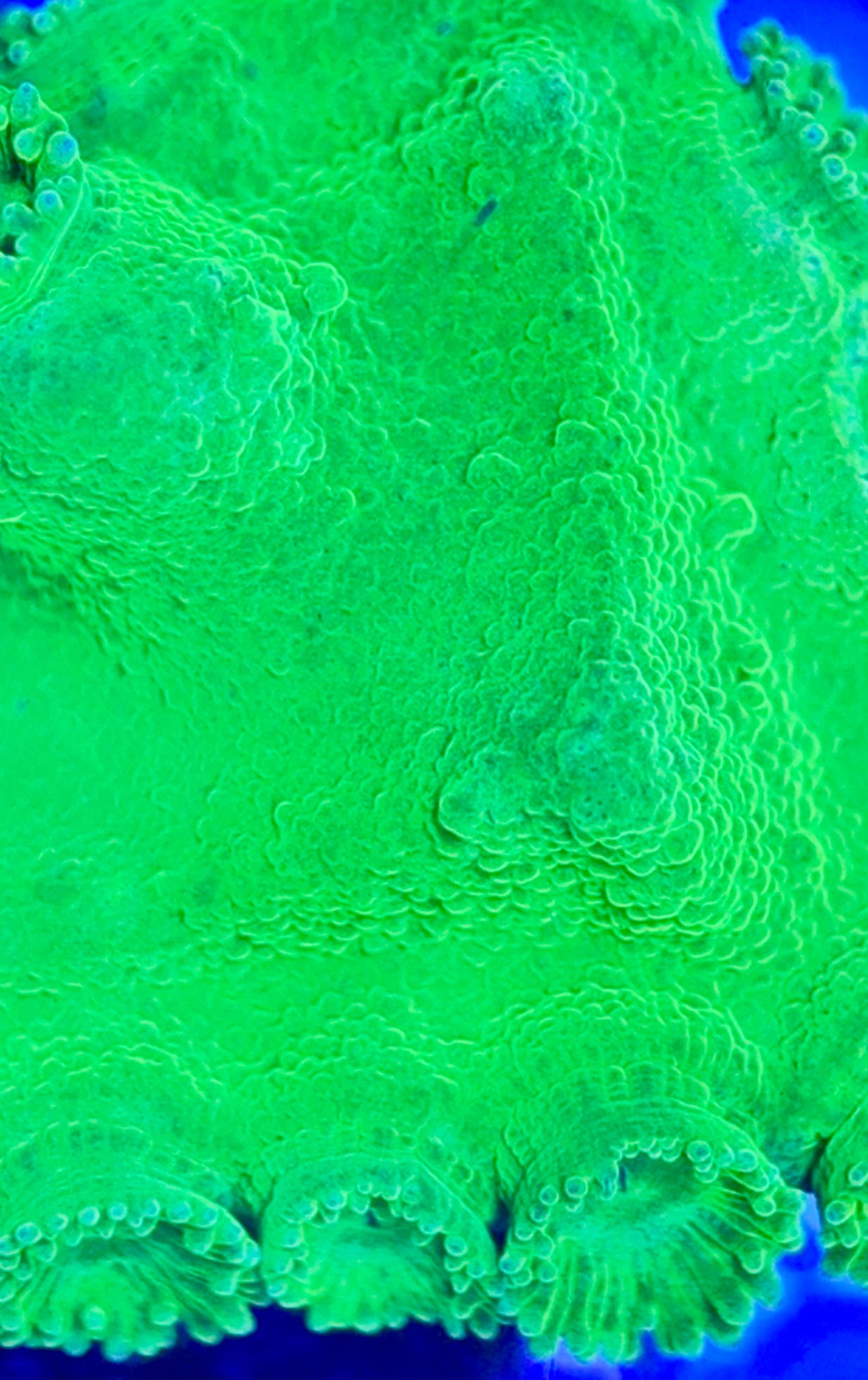 Aussie Neon Pagoda Cup Coral ANPCC102603 WYSIWYG