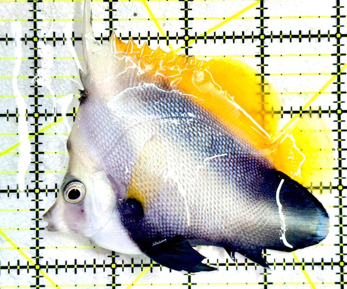 Masked Heniochus Butterflyfish Red Sea MHBRS091201 WYSIWYG Size: ML 4" approx
