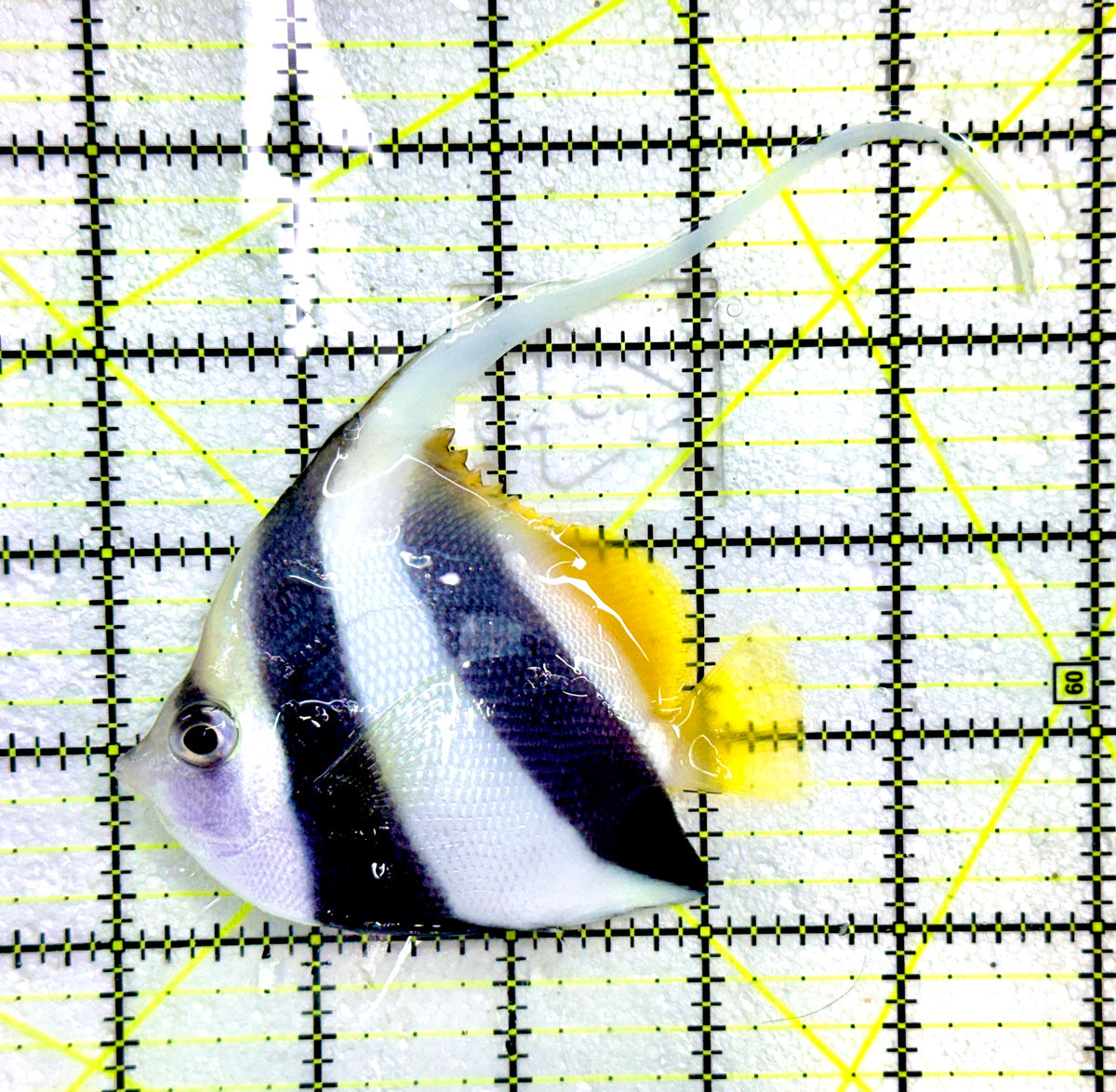 Heniochus Butterflyfish (Reef Safe) HB091202 WYSIWYG Size: ML 3.5" approx